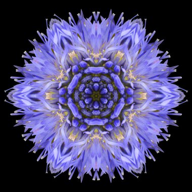 siyah üzerine izole mavi mandala çiçek çiçek Dürbünü