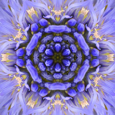 Mor konsantrik çiçek Merkezi mandala sürekli değişen tasarım