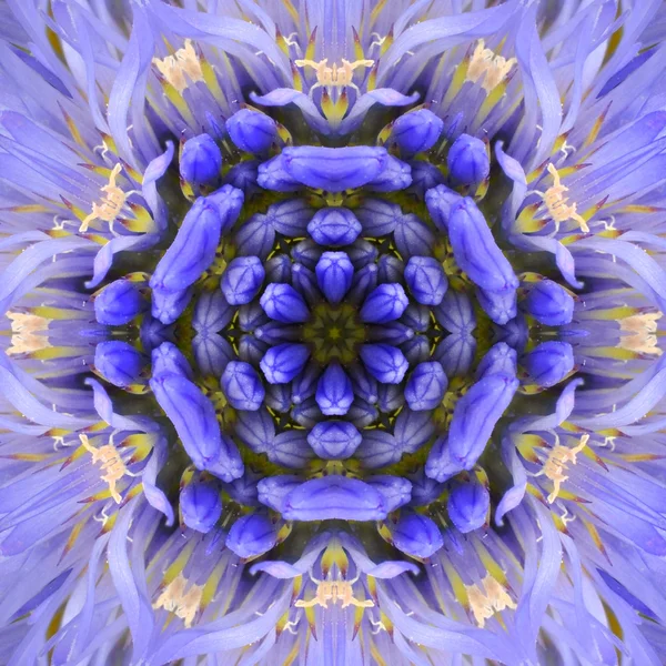 Diseño caleidoscópico de Mandala del centro de flores concéntrico púrpura — Foto de Stock