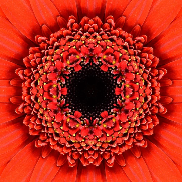 लाल केंद्रित फूल केंद्र मंडला कालीडोस्कोपिक डिजाइन — स्टॉक फ़ोटो, इमेज