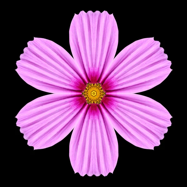 孤立在黑色的粉红色紫色曼陀罗花万花筒 — 图库照片