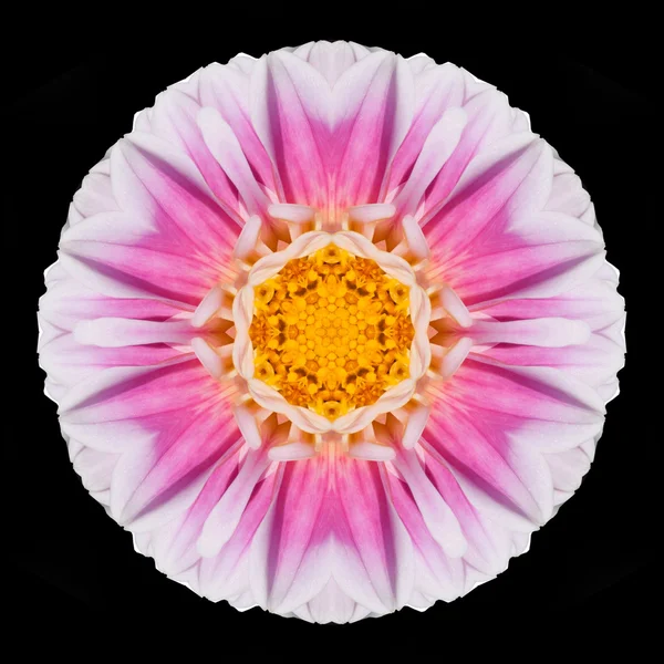 Розовый фиолетовый мандала Цветок Калейдоскоп изолирован на черном — стоковое фото