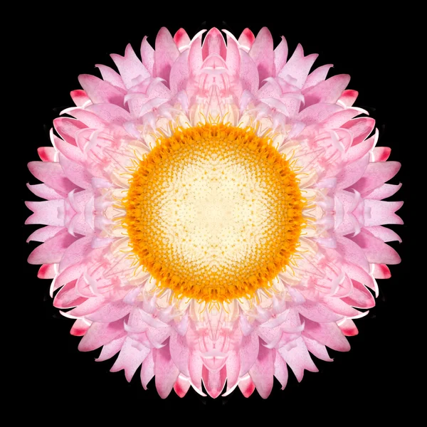 Rosa lila mandala blomma Kalejdoskop isolerade på svart — Stockfoto