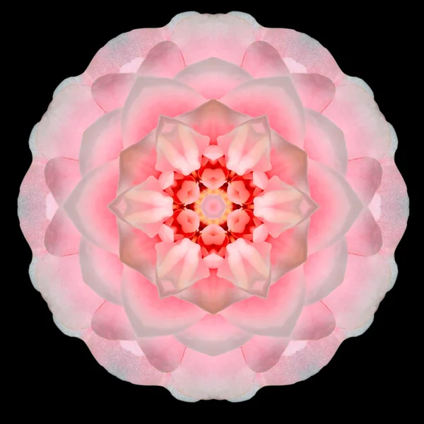Caleidoscopio de flor de Mandala rosa aislado en negro —  Fotos de Stock