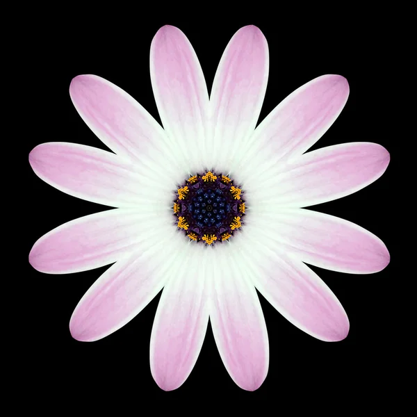 Caleidoscopio rosa viola Mandala Flower isolato su nero — Foto Stock