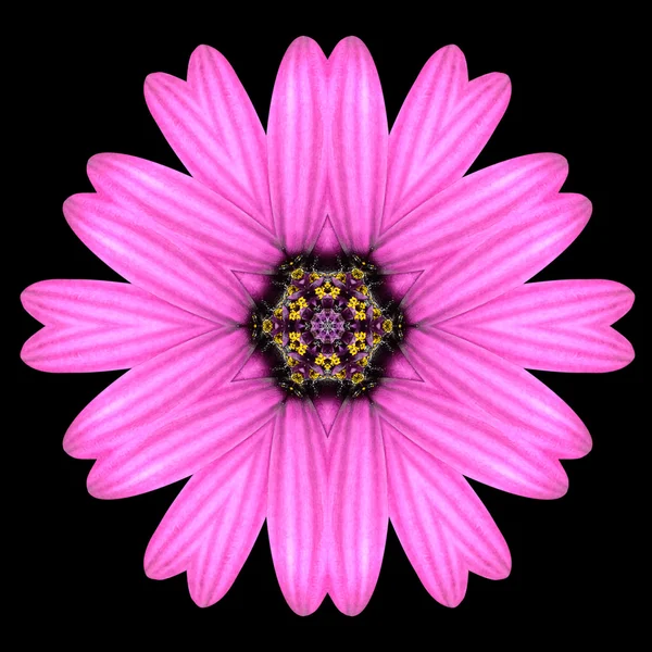 Siyah üzerine izole mor mandala çiçek çiçek Dürbünü — Stok fotoğraf
