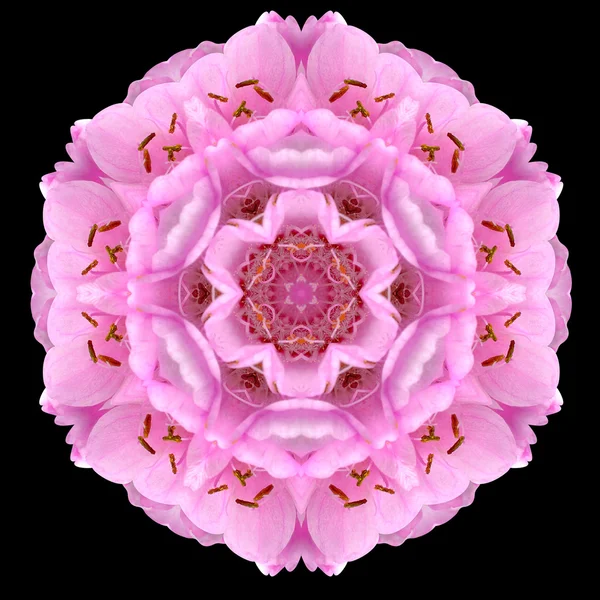 Caleidoscopio rosa Mandala Flower isolato su nero — Foto Stock