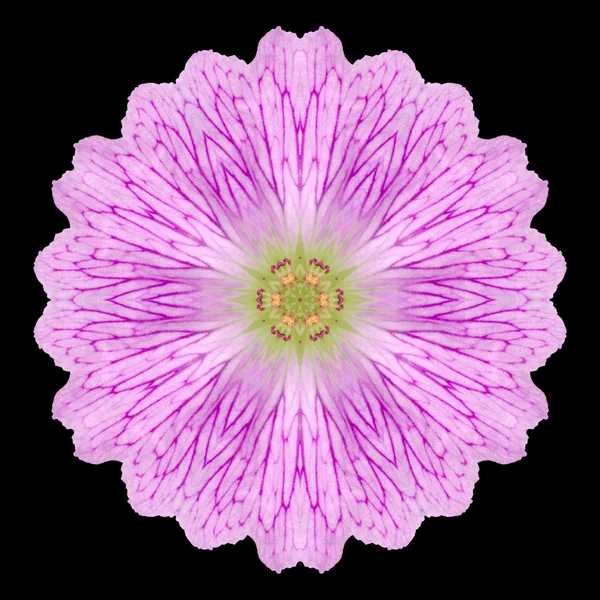 Roze mandala bloem Caleidoscoop geïsoleerd op zwart — Stockfoto