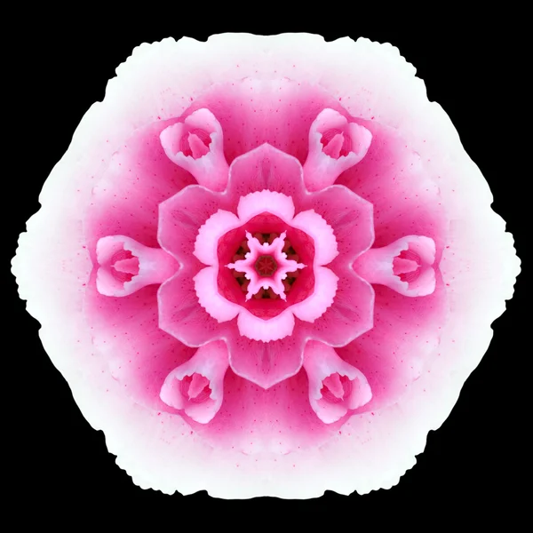 Rosa lila mandala blomma Kalejdoskop isolerade på svart — Stockfoto