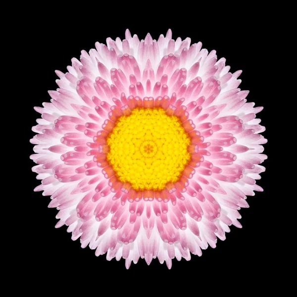 Caleidoscopio rosa Mandala Daisy Flower isolato su nero — Foto Stock