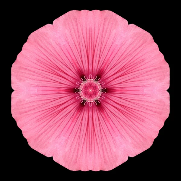 Růžový mandala květinová kaleidoskop izolované na černém — Stock fotografie