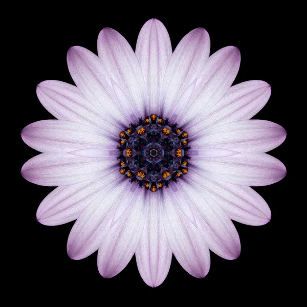 Caleidoscopio rosa viola Mandala Flower isolato su nero — Foto Stock