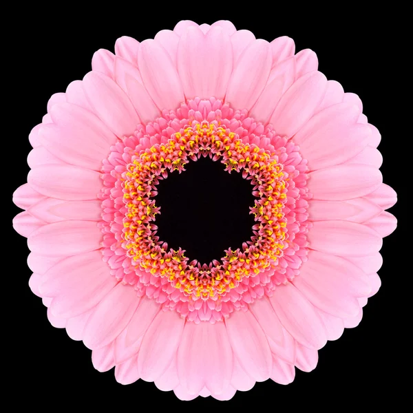 Розовый Мандала Гербера Цветок Калейдоскоп изолирован от черного — стоковое фото