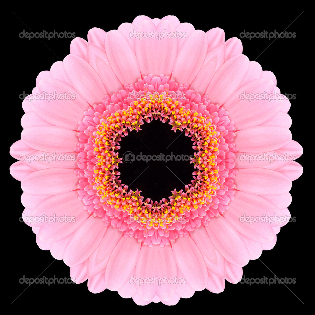 Caleidoscopio Di Fiore Gerbera Rosa Mandala Isolato Su Nero