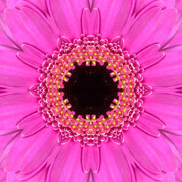 Caleidoscopio del centro floreale concentrico Mandala rosa — Foto Stock