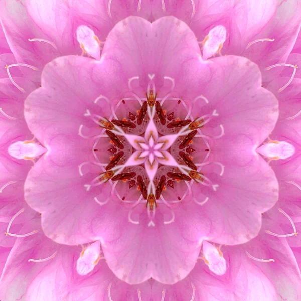 Rosa Mandala Concentric Flower Center Caleidoscópio — Fotografia de Stock