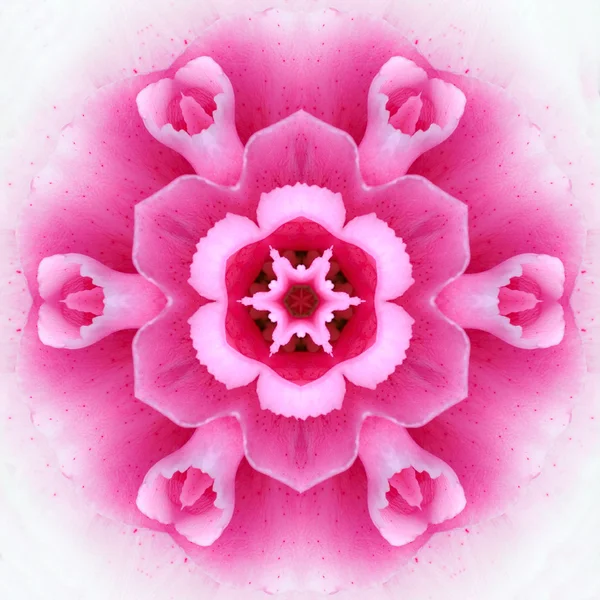 Rosa konzentrische Blütenmitte Mandala-Kaleidoskop — Stockfoto