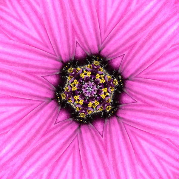 Pink Concentric Flower Center Mandala Kaleidoscope — Stock Photo, Image