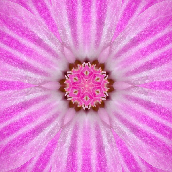 Rosa concéntrica centro de flores Mandala caleidoscopio —  Fotos de Stock
