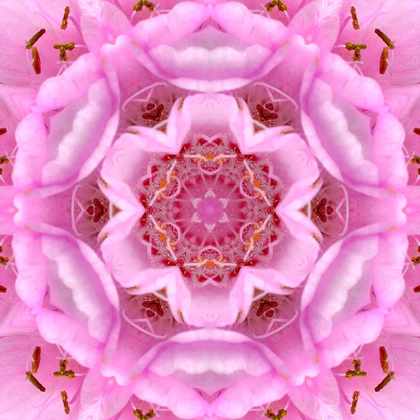 Pink Concentric Flower Center Mandala Kaleidoscope — Stock Photo, Image