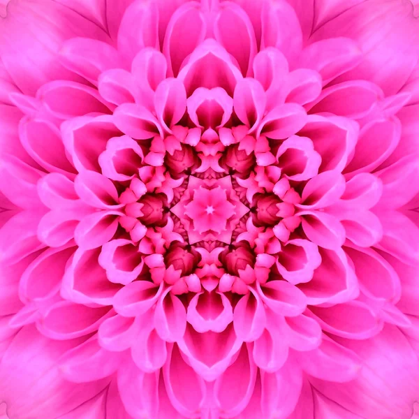 Caleidoscopio Mandala del centro floreale concentrico rosa — Foto Stock