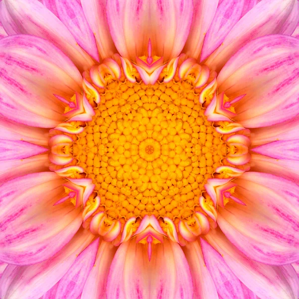 Rosa konzentrische Blütenmitte Mandala-Kaleidoskop — Stockfoto