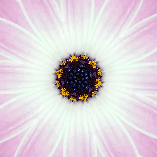 Розовый концентрический цветочный центр Мандала Калейдоскоп — стоковое фото