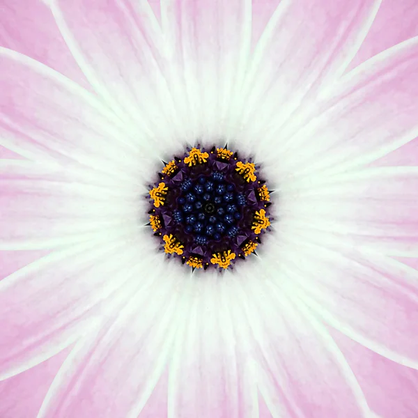 Rosa concéntrica centro de flores Mandala caleidoscopio — Foto de Stock