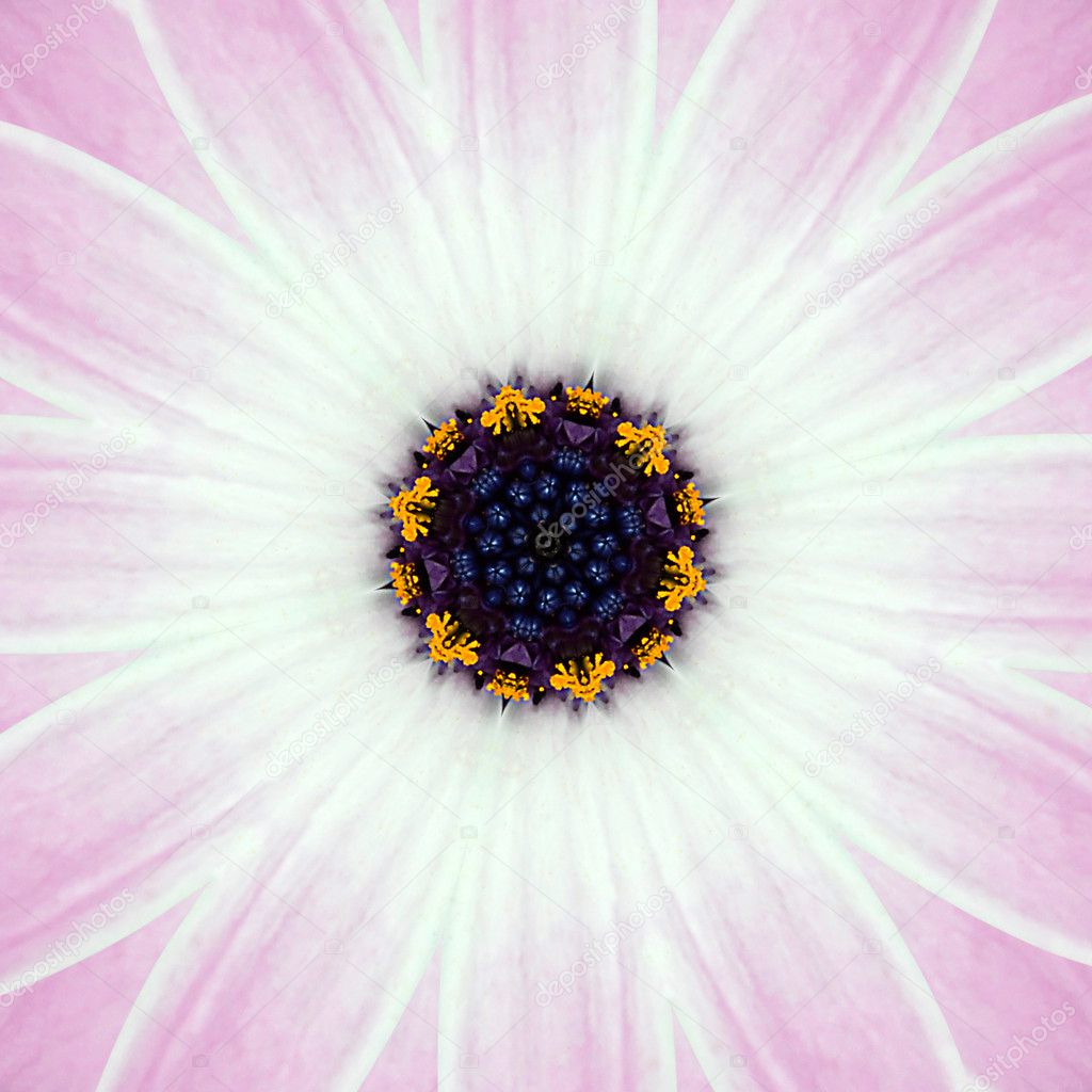 Pink Concentric Flower Center Mandala Kaleidoscope