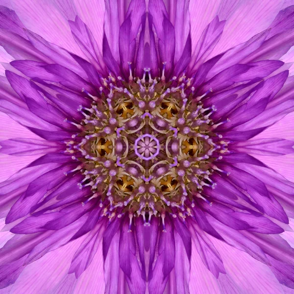 Фиолетовый концентрический цветочный центр Мандала Калейдоскопический дизайн — стоковое фото