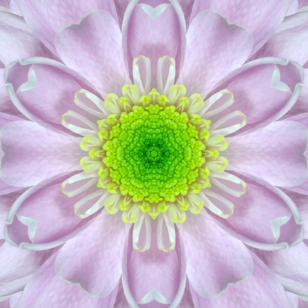 Caleidoscopio del centro floreale concentrico Mandala rosa — Foto Stock