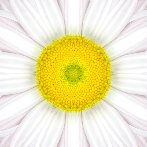 White Mandala Concentric Flower Center Kaleidoscope — Stock Photo, Image