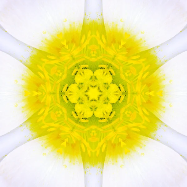 White Mandala Concentric Flower Center Kaleidoscope — Stock Photo, Image