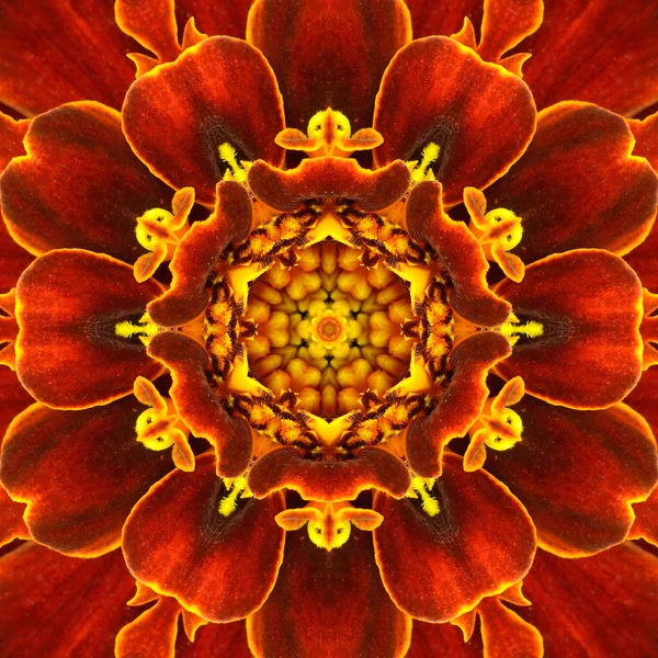 Kırmızı mandala konsantrik çiçek Merkezi kaleidoscope — Stok fotoğraf