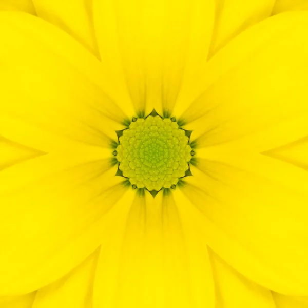 Caleidoscopio del centro floreale concentrico Mandala giallo — Foto Stock