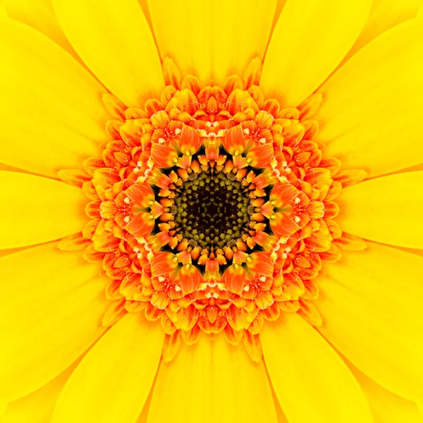 Yellow Mandala Concentric Flower Center Kaleidoscope — Stock Photo, Image