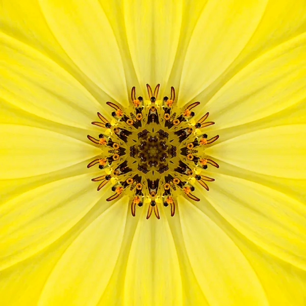 Caleidoscopio del centro de flores concéntrico Mandala amarillo —  Fotos de Stock