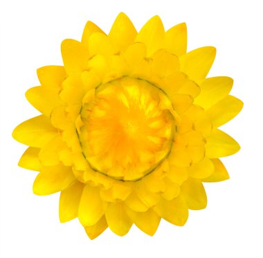 Sarı strawflower, üzerinde beyaz izole helichrysum bracteatum