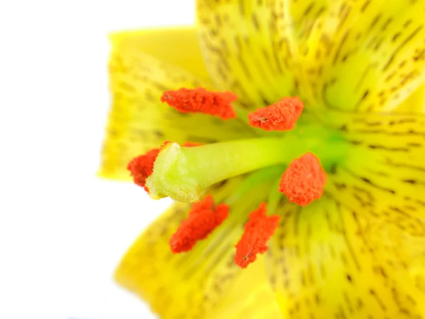 Gelbe Asiatische Lilie mit schwarzen Flecken auf weißem Hintergrund — Stockfoto