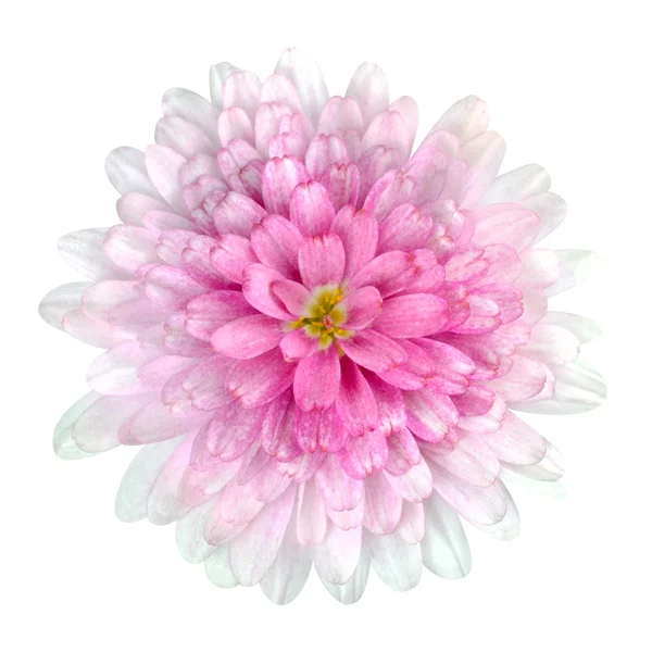 Dahlia Flor pétalas rosa Isolado em Branco — Fotografia de Stock