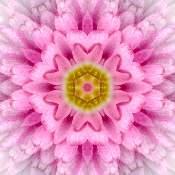 Pink Concentric Flower Center. Diseño caleidoscópico Mandala —  Fotos de Stock