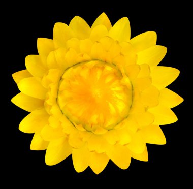 Sarı strawflower, siyaha izole helichrysum bracteatum