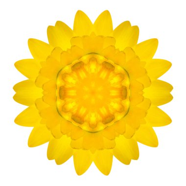 sürekli değişen strawflower mandala üzerinde beyaz izole