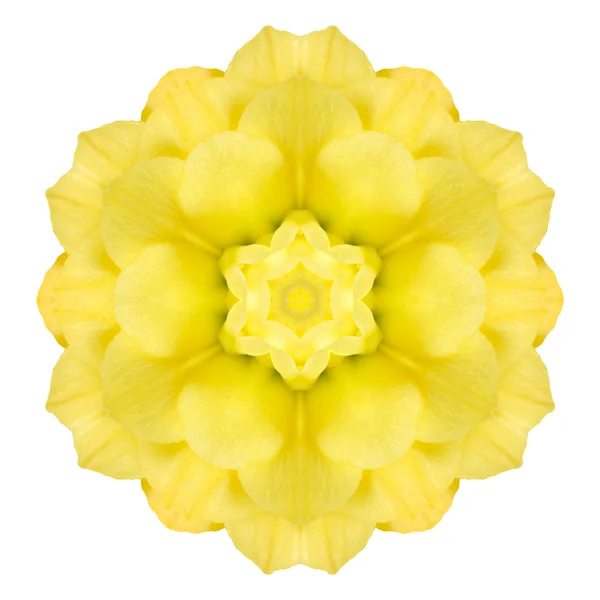 Yellow Concentric Rose Flower Isolated on White. Mandala Design — Stock Photo, Image