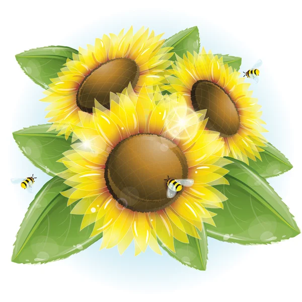Beautiful sunflowers and green leaves Vector Graphics