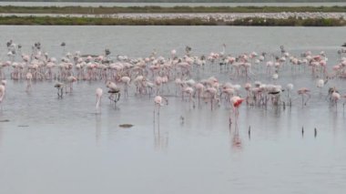 Ebro Delta Tarragona 'da suda yürüyen bir grup pembe Flamingo.