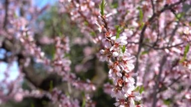 Badem çiçeği yakın plan. Bademler çiçek açıyor. Bahar Badem Ağacı Çiçekleri