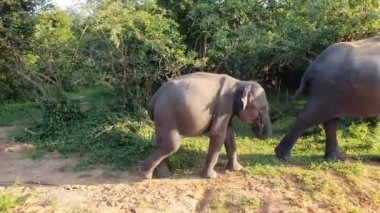 Yala Ulusal Parkı, Sri Lanka 'da çim yiyen vahşi bir fil. Akşam vakti.