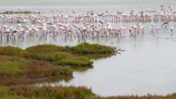 在Ebro Delta Tarragona，一群粉色火烈鸟在水里行走 — 图库视频影像
