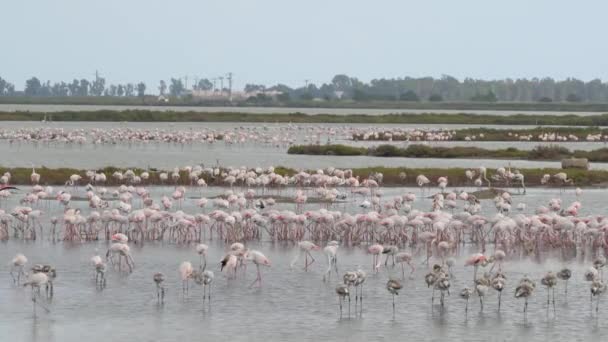 在Ebro Delta Tarragona，一群粉色火烈鸟在水里行走 — 图库视频影像